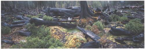 Forest after fire-bombing on a rainy day in logging coupe 10C, Styx Valley, Tasmania, 2003 [picture] / Catherine Rogers