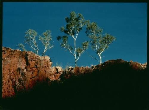 Gums at Glen Helen Gorge in the MacDonnell Ranges, Northern Territory, 1980 [picture] / Axel Poignant