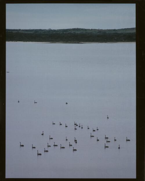 Black swans on the Coorong, South Australia, 1975 [picture] / Axel Poignant