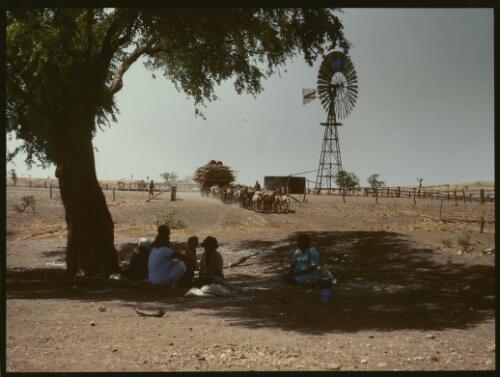 Donkey team at Wave Hill station, Northern Territory, ca. 1946 [picture] / Axel Poignant