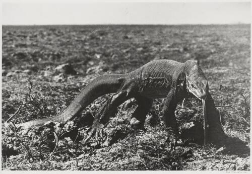 Goanna in the wetlands west of Darwin, Northern Territory, 1947 [picture] / Axel Poignant