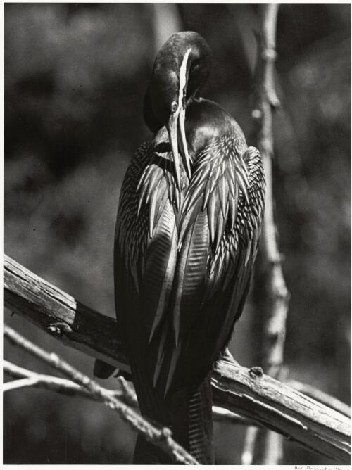 Darter preening its feathers, Northern Territory, ca. 1947 [picture] / Axel Poignant