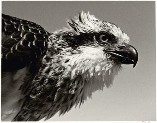 Fledgling osprey on nest, Houtman Abrolhos, Western Australia, ca. 1939, 1 [picture] / Axel Poignant