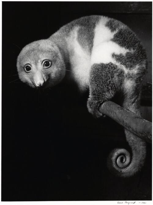 Cuscus, Taronga Zoo, Sydney, New South Wales, ca. 1954 [picture] / Axel Poignant