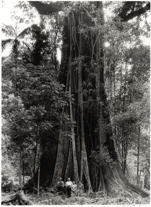 Giant fig tree with sugarcane farmers standing in front, Lismore Region, New South Wales, 1953 [picture] / Axel Poignant