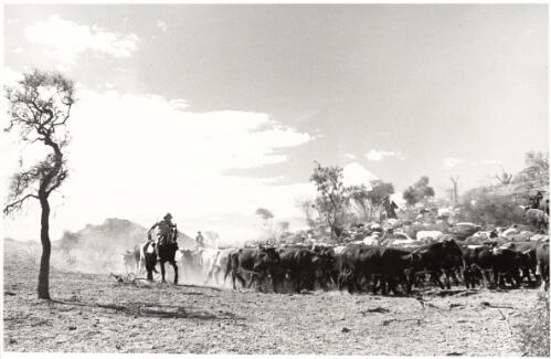 Cattle droving, taken while filming The overlanders, Northern Territory, 1945 [picture] / Axel Poignant