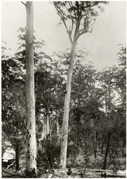 Logging in the Karri Forest, Pemberton, Western Australia, September 1935 [picture] / Axel Poignant