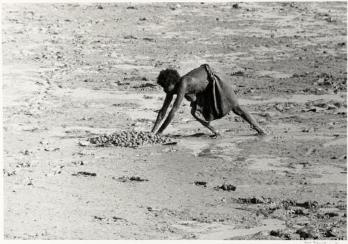 Gumbaloo gathering shellfish at low tide, Liverpool River, Arnhem Land, Northern Territory, 1952 [picture] / Axel Poignant