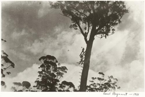 Axeman cutting the top of the tree in the Karri Forest, Pemberton, Western Australia, ca. 1934 [picture] / Axel Poignant