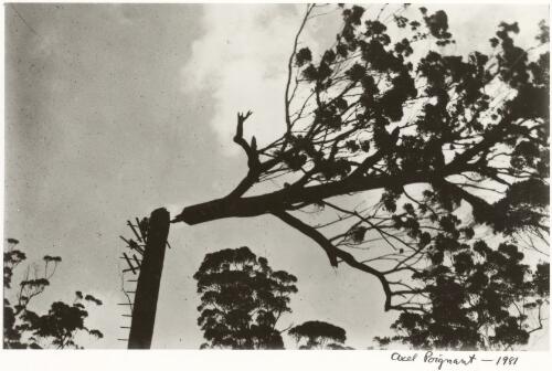 The cut top of the tree falls in the Karri Forest, Pemberton, Western Australia, ca. 1934 [picture] / Axel Poignant