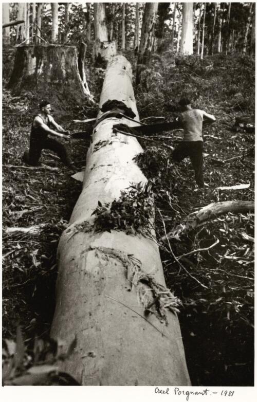 Two men use a crosscut saw on a felled tree, Pemberton, Western Australia, ca. 1934 [picture] / Axel Poignant