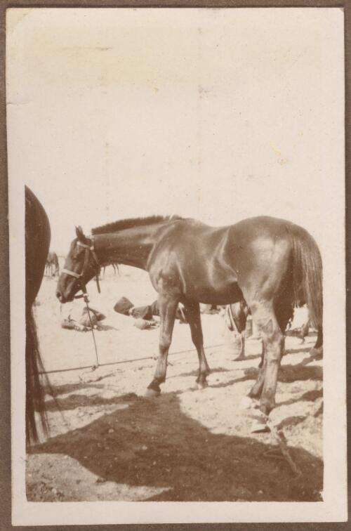 Horse belonging to the Australian Light Horse Regiment, Egypt, approximately 1915 / W.A.S. Dunlop