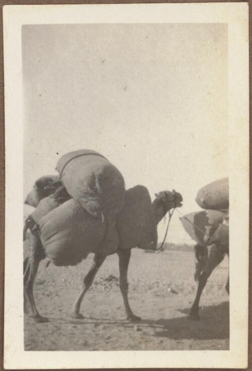 Horse feed being transported by camels, Egypt, approximately 1915 / W.A.S. Dunlop