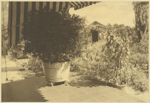 Exterior view of Purulia house, verandah with pot plant and awning, garden in background, Wahroonga, New South Wales, ca. 1919 [picture] / Harold Cazneaux