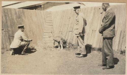 William Dunlop, with officers Frank Coxley and Hardie, looking at a kangaroo, Adelaide, South Australia, 1931