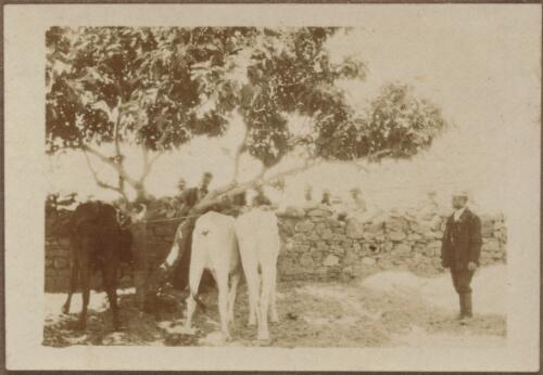 Goats tied up under a tree, Lemnos Island, Greece, May 1915 / W.A.S. Dunlop