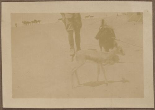 A gazelle, Alexandria, Egypt, approximately 1915 / W.A.S. Dunlop