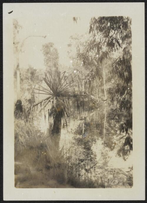 Pandanus palm, Arnhem Land, Northern Territory, 1928 [picture] / Donald Mackay