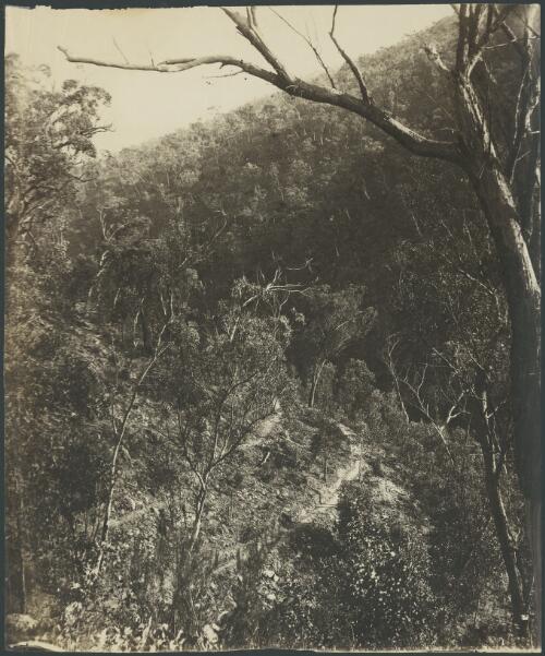 Tracks along valley, Hill End, New South Wales, ca. 1872 [picture]