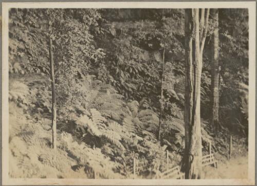 On the Federal Pass, Katoomba, New South Wales, ca. 1926 [picture]