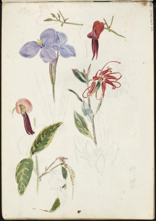 Flower studies, one in mauve and three in red, ca. 1885 [picture] / H.J. Graham