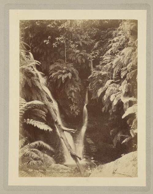 Lila Fall at Fern Dell, Leura, Blue Mountains, New South Wales, ca. 1895 [picture] / Kerry & Co
