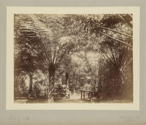 The forest at Leura, Blue Mountains, New South Wales, ca. 1895 [picture] / Kerry & Co