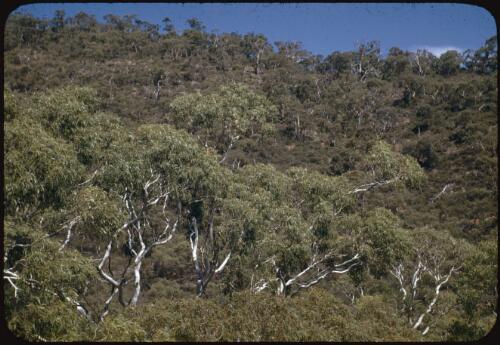 White gums in Morialta Gorge, South Australia, 13 March 1948 [transparency] / Robert Miller