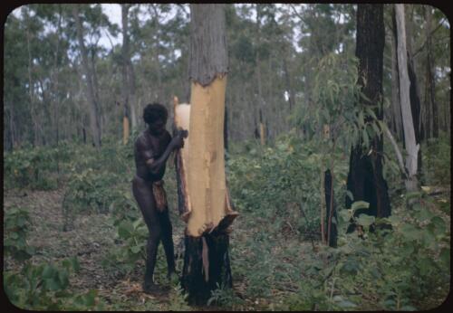 Aboriginal Australian man cutting bark from a stringybark gum for painting, Groote Eylandt, Northern Territory, 27 April 1948, 1 [transparency] / Robert Miller