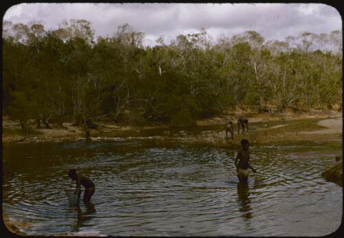 Aboriginal Australians fishing in a creek west of  Yirrkala, Northern Territory, 8 August 1948 [transparency] / Robert Miller