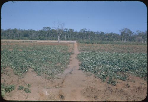 Sweet potato garden at Gray's, Groote Eylandt, Northern Territory, 7 July 1948 [transparency] / Robert Miller