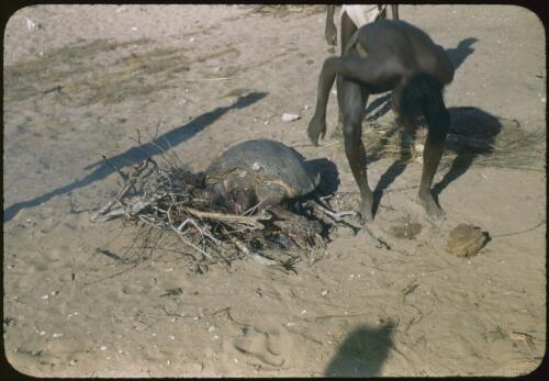 Cooking turtle on an open fire, Yirrkala, Northern Territory, 22 August 1948 [transparency] / Robert Miller