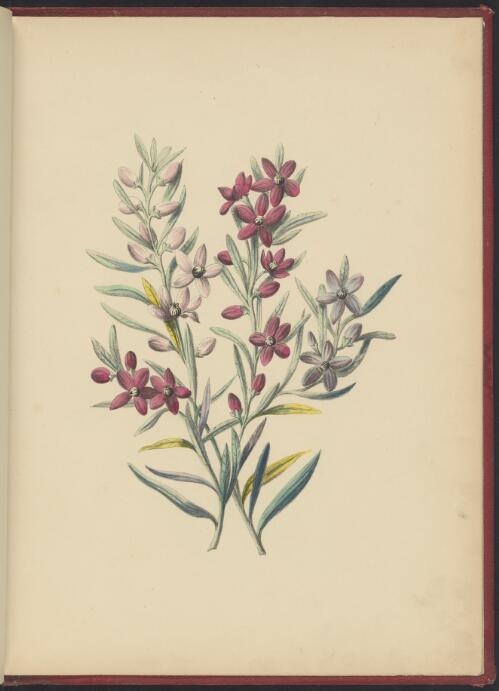 Flowers of New South Wales [picture] / painted and published by Miss A.F. Walker of Rhodes, Ryde, Parramatta River, N.S.W