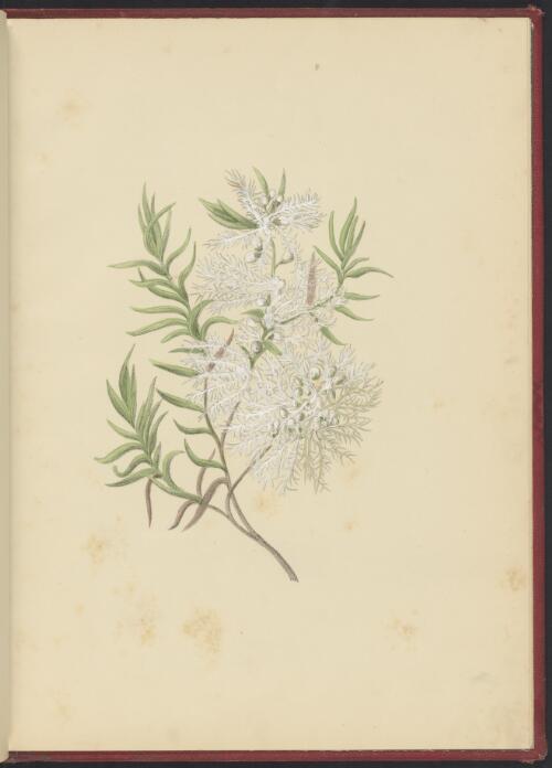 Melaleuca linariifolia Sm. [picture] / painted and published by Miss A.F. Walker