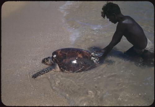 Aboriginal man with a turtle, Yirrkala, Northern Territory, 22 August 1948 [transparency] / Robert Miller