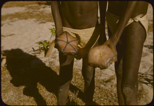 Two Aboriginal Australian men hold starfish found at low tide on the reef at Yirrkala, Northern Territory, 10 August 1948, 2 [transparency] / Robert Miller