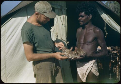 An expedition member and an Aboriginal man inspect an echidna, Yirrkala, Northern Territory, 3 September 1948 [transparency] / Robert Miller