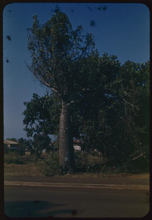 Bottle tree, Darwin, Northern Territory, 23 October 1948 [transparency] / Robert Miller