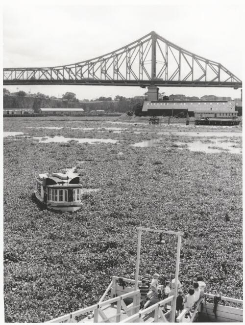 Cyclone aftermath, floodwaters push a sea of hyacinths along the Brisbane River, 1964 [picture] / Bruce Postle