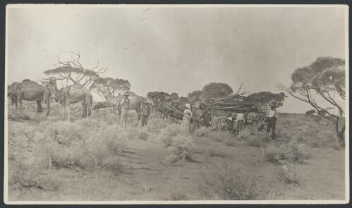 Camels carting a load of wood for the kitchen at Millers Creek Station, South Australia, ca. 1920 [picture]