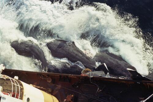 Three whales attached to a whaling vessel near Albany, Western Australia, 1969 [picture] / Terry Milligan