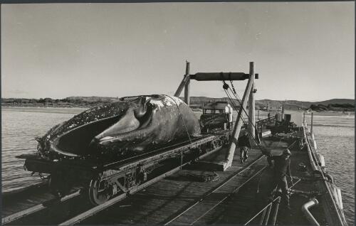 A whale is transported by rail to the processing plant, Byron Bay, New South Wales, 1961 [picture] / Jeff Carter