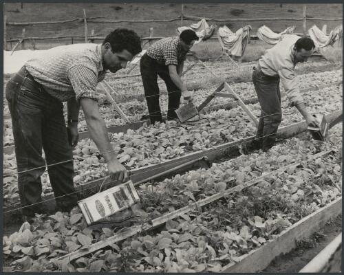 Men pour Benzol into troughs in tobacco seed beds for blue mould fumigation, Ovens River Region, Victoria, 1955 [picture] / Jeff Carter