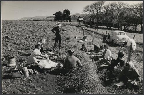 A picnic lunch for a group of pea harvesters at Coral Dale farm between Gerroa and Gerringong, New South Wales, ca. 1959 [picture] / Jeff Carter