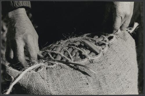 A labourer sews up a bag of harvested peas using twine and a needle, Gerringong, New South Wales, ca. 1970 [picture] / Jeff Carter