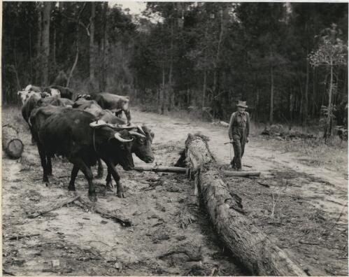 Bullock driver Harry Suters with a bullock team, Wauchope region, New South Wales, 1958 [picture] / Jeff Carter
