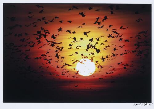 A flock of magpie geese flying in the sunset, Kakadu National Park, November 2005 [picture] / O'Dwyer, Simon