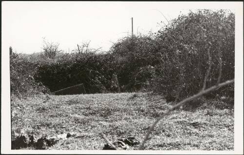 Grave site surrounded by a thorn bush at a Jewish cemetery near Governor's Hill, Goulburn, New South Wales, ca. 1968 [picture]