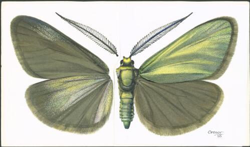 Illustrations of Zygaenid moths of Australia, 1993-1996 [picture] / František Gregor