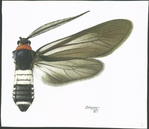 Hestiochora furcata, male, Australia, 1995, 1 [picture] / František Gregor